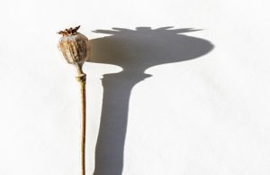 opium poppy stem and pod against light background, plant casting a shadow - heroin addiction