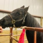 beautiful black horse sniffing a person's hand at the Equine Interaction Experience - English Mountain Recovery - rehab in the Smoky Mountains of TN