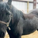 beautiful black horse at English Mountain Recovery - Equine Interaction Experience - Smoky Mountain rehab