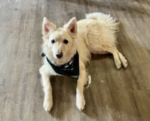Hurka - therapy dog for English Mountain Recovery